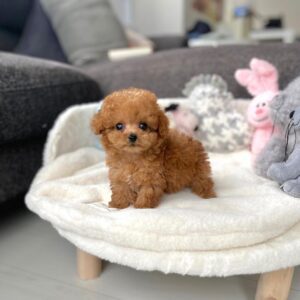 Toy Poodle Puppy