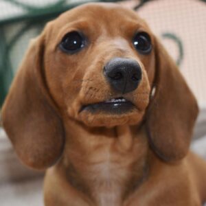 Mini Dachshund Puppy